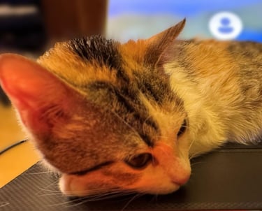 Equipo Colaboración SALT