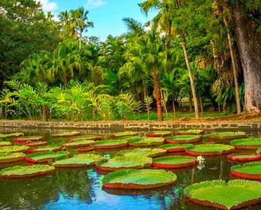Sir Seewoosagur Ramgoolam Botanical Garden