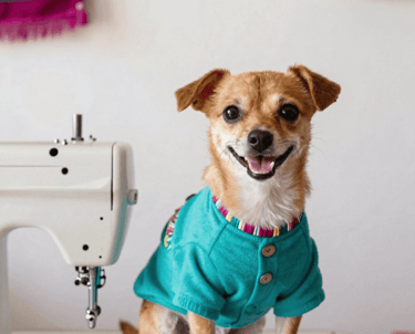 Un perrito marrón con un suéter color turquesa sentado junto a una máquina de coser blanca.