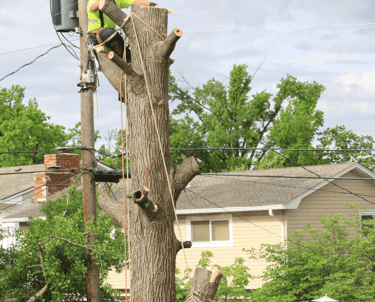 Large Tree Removal