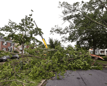 Emergency Tree Service