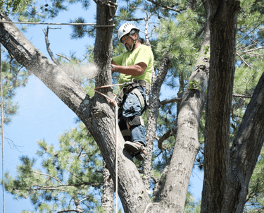 Tree Pruning