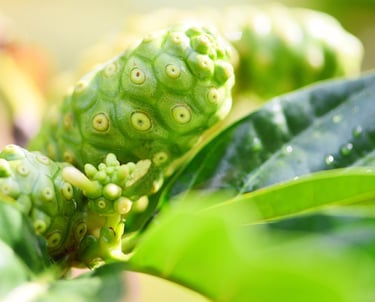 why I drink magical noni