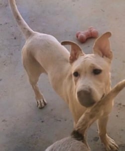 adoptable male rez dog HARRY, yellow lab x, Los Alamos, New Mexico NM 