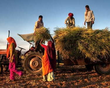 Regenerative agricultural practices on-ground