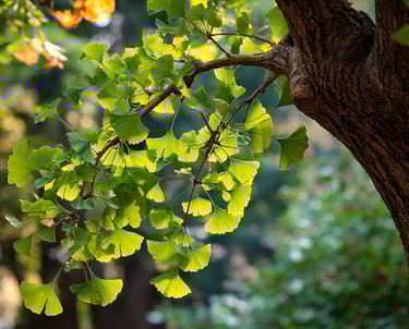 Gingko biloba pour chien