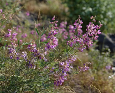 Lespedeza pour chien
