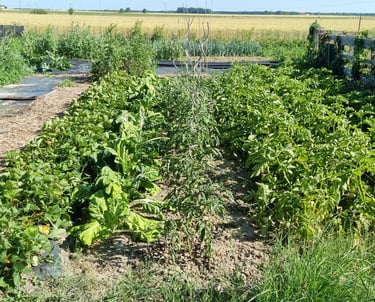jardin potager