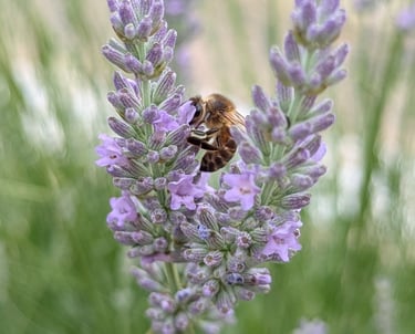 abeille qui butine de la lavande