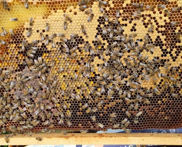 cadre d'une ruche avec les abeilles