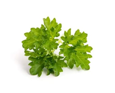 Frische Petersilie aus kontrolliertem Anbau in Ägypten – reich an Vitaminen