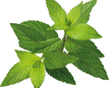 Frische grüne Minze aus Ägypten – ideal für Tees, Getränke und Aromatherapie