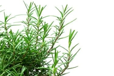 Getrockneter Rosmarin aus Ägypten – intensiv duftend für Küche und Naturkosmetik