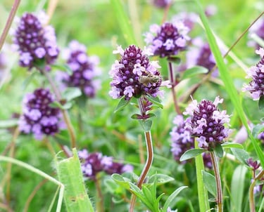 Aromatischer Thymian aus Ägypten – für Tee, Küche und natürliche Gesundheitspflege