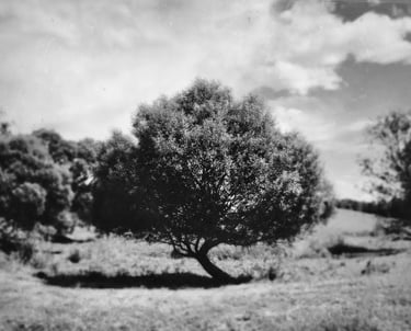 A monochrome image of a tree standing alone in a field, enhanced with a tintype filter
