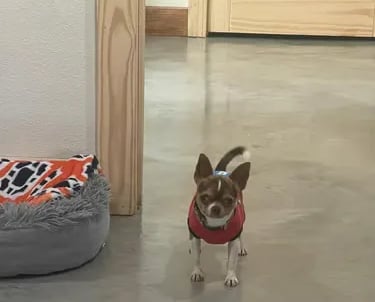 AKC Louisiana Chihuahua male Buddy in red shirt, posing near cozy bed and blanket