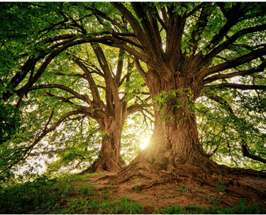 Arbres majestueux pour la gestalt thérapie pratiquer par Clara Dejean Psychologue à Toulouse