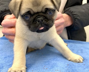 A small tan and black pug puppy sits on the exam table with the tip of its pink tongue sticking out.