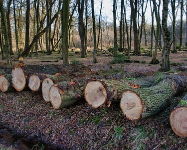 troncs d'arbres coupés
