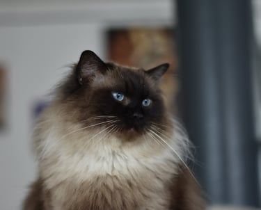 Batcat Octavia