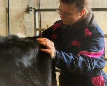 Ostéopathie animale chez le bovin, accompagnement de la vache post mise-bas ou dans le suivi laitier