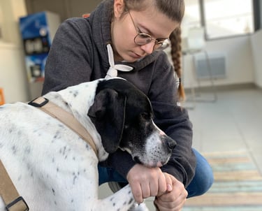 Ostéopathie animale chez le chien pour ainsi apporter du confort