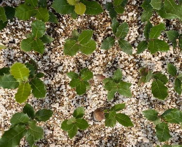 trufalab encinas germinando plantines micorrizados trufa negra