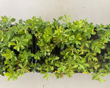 trufalab vivero robles micorrizados quercus robur