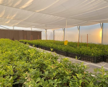 trufalab vivero plantines micorrizados