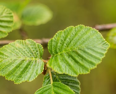 trufalab avellano plantines micorrizados