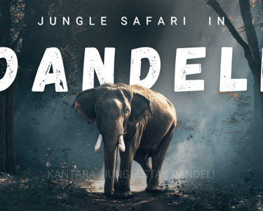 dandeli jungle safari for wildlife experience in dandeli