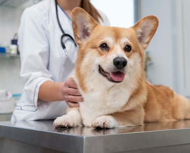 clinica-veterinaria-no-jardim-sao-paulo