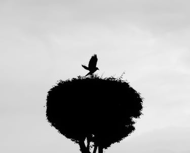 Benoît Daniel-Pham, documentary, street photography, Leica