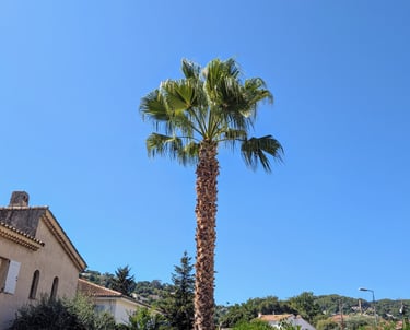 Elagage d'un palmier à Vallauris dans les alpes maritimes 06.