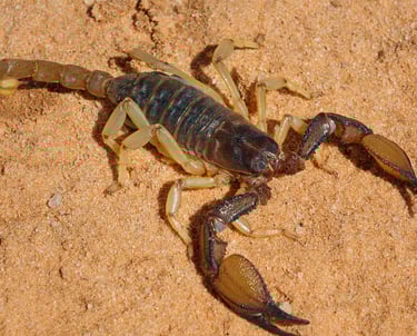 escorpião-extermimpraga