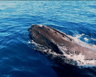 whale watching