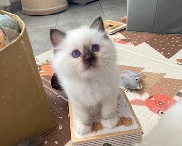 chaton sacré de birmanie chocolat point