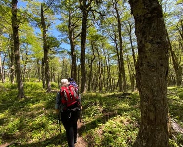 BOSQUE DE LENGAS