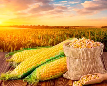 Corn for Human and Animal Consumption