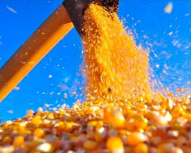 GMO Yellow Corn for Animal Feed