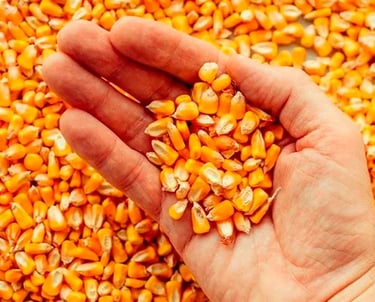 Yellow Corn for Animal Feed
