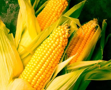 GMO Yellow Corn for Human Consumption