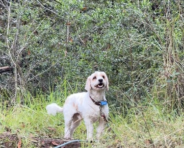 Un pequeño perro blanco con correa caminando por un exuberante bosque verde con densos árboles y cés