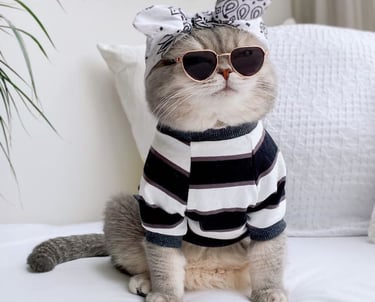 foto de un gatito con diadema, lentes y sueter de rallas negro con blanco