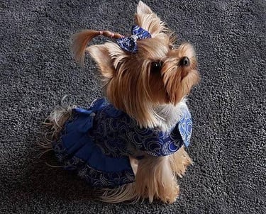foto de una yorkie con ropa azul y un moño en el peinado