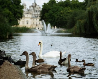 St James Park: diversão ao ar livre para crianças e um refúgio perfeito para piqueniques e caminhada
