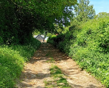 Sun-dappled dirt path leading to a small cottage framed by lush green trees and summer foliage.
