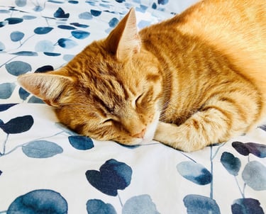 Cat sleeping after lots of play with Laura during a pet visit