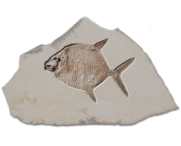 Fossil of Gyrodus circularis (sunfish) on a Solnhofen limestone slab
