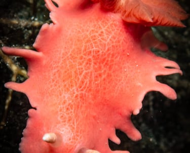 Nudibranch